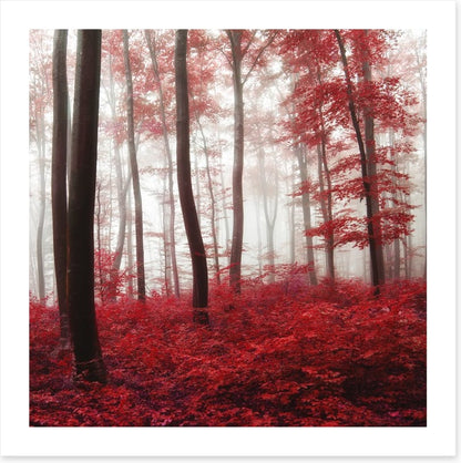 Glowing Autumn forest