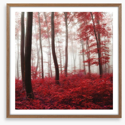 Glowing Autumn forest