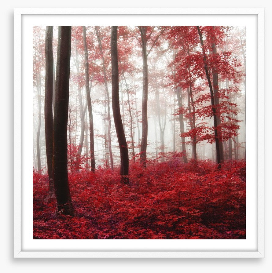 Glowing Autumn forest