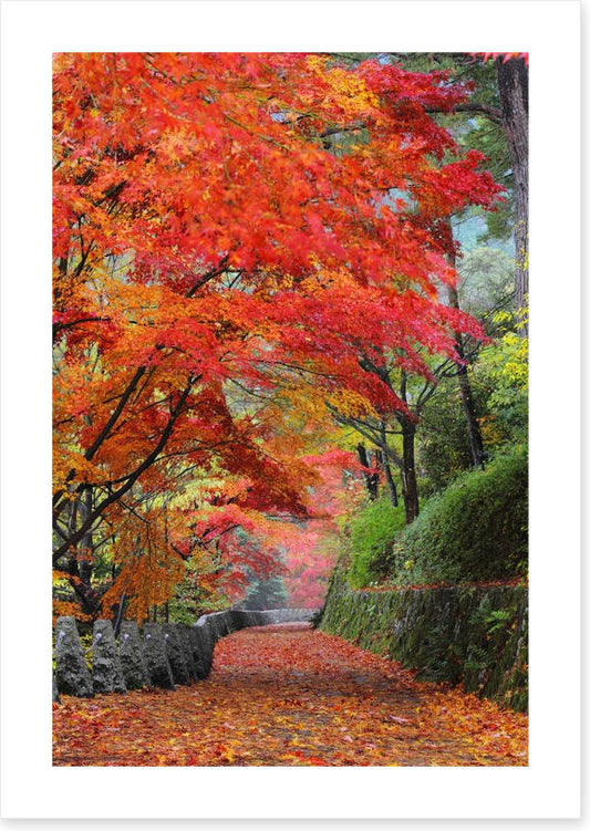 Maple promenade