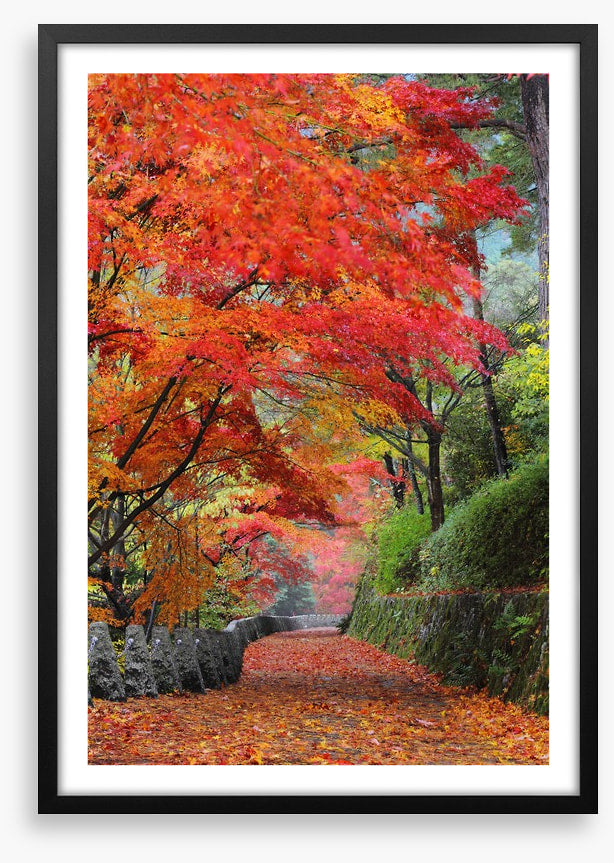 Maple promenade