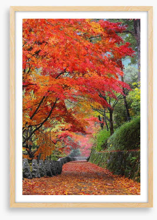 Maple promenade