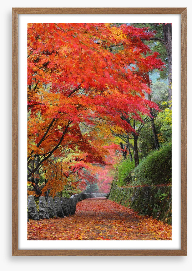 Maple promenade