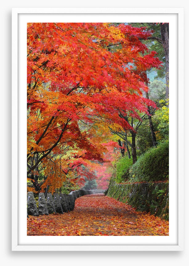 Maple promenade