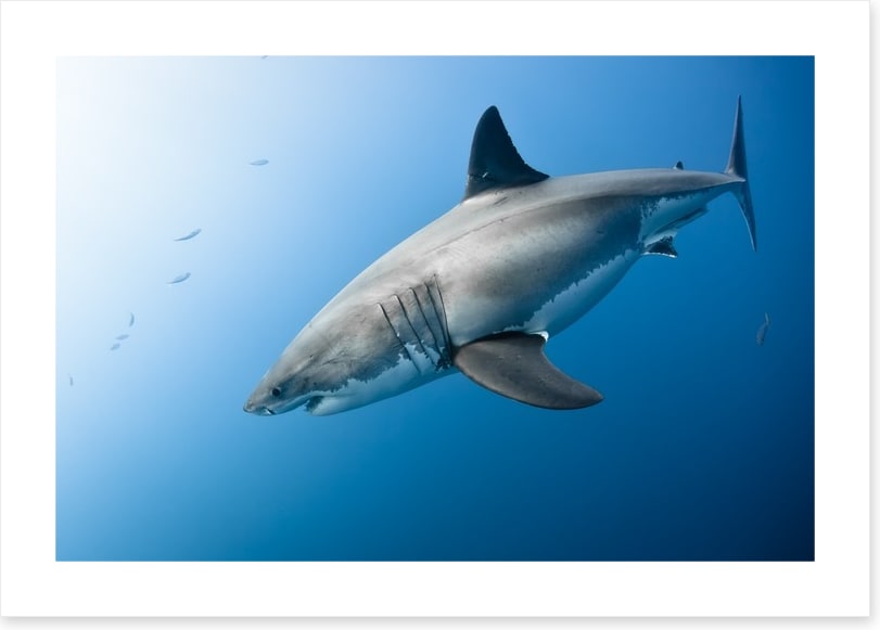 Great White plunge