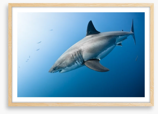 Great White plunge