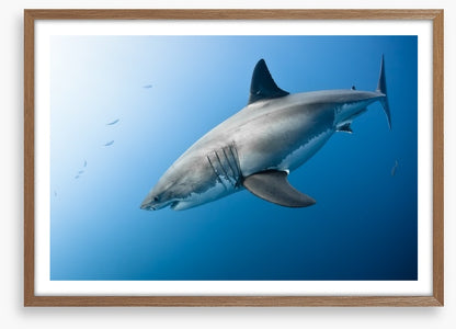 Great White plunge