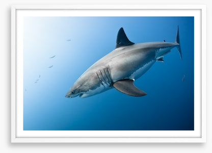 Great White plunge
