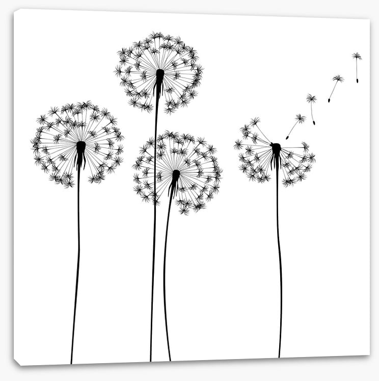 Make a wish