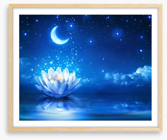 Waterlily moon dust