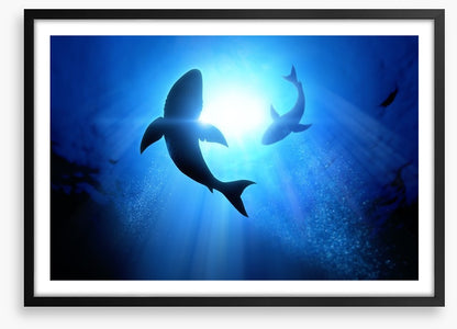 Circling Great Whites