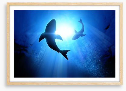 Circling Great Whites