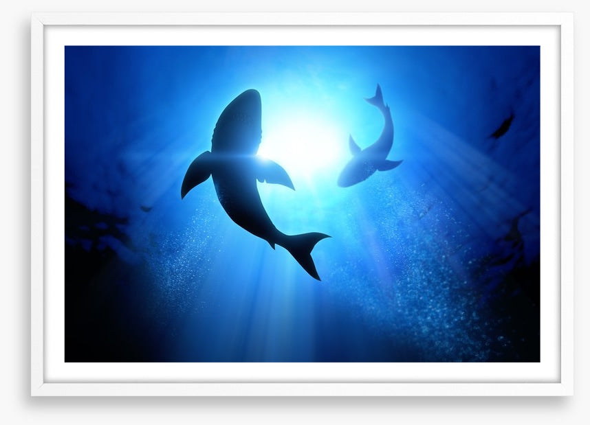 Circling Great Whites