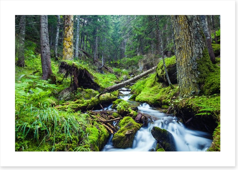 Vibrant forest stream