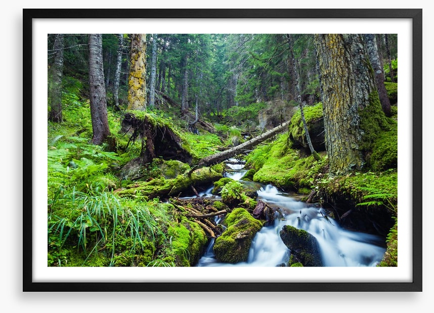 Vibrant forest stream
