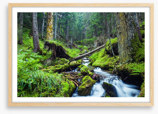 Vibrant forest stream