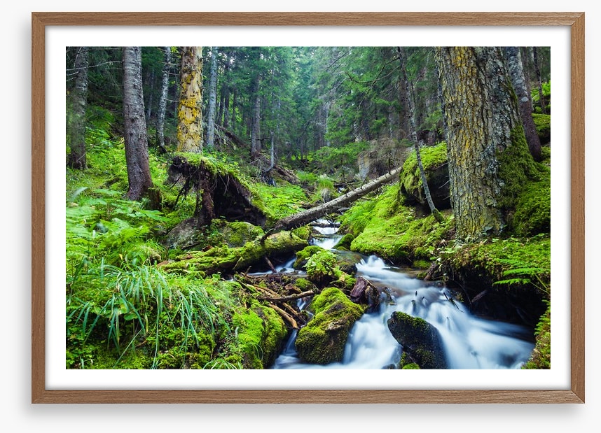 Vibrant forest stream