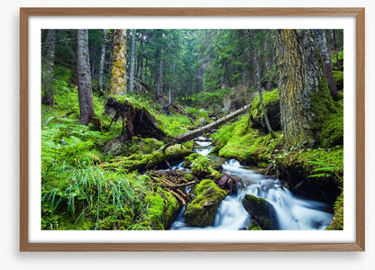 Vibrant forest stream