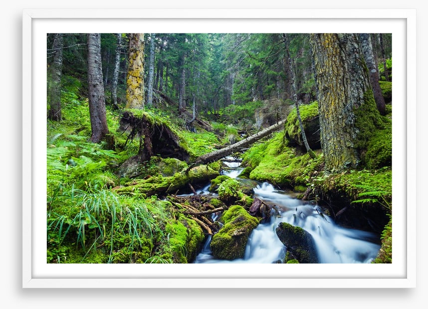 Vibrant forest stream