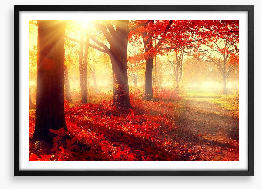 Autumn park sunlight