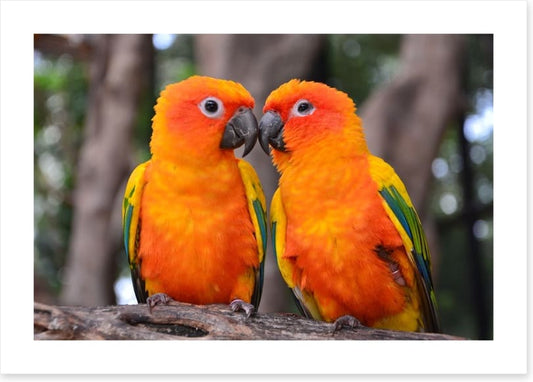 Sun parakeet kiss