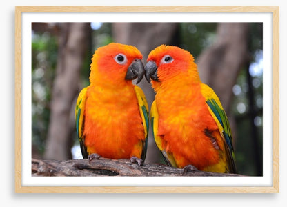 Sun parakeet kiss