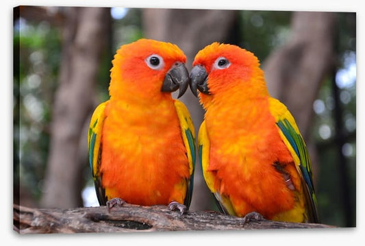 Sun parakeet kiss