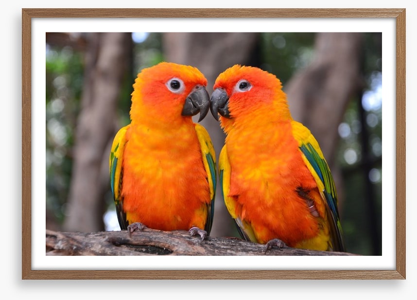 Sun parakeet kiss