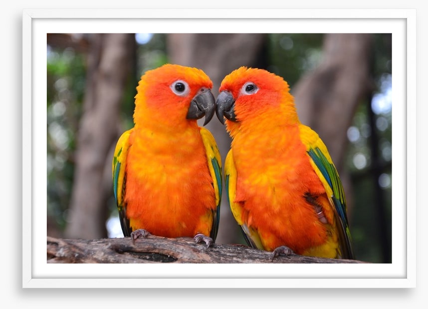 Sun parakeet kiss