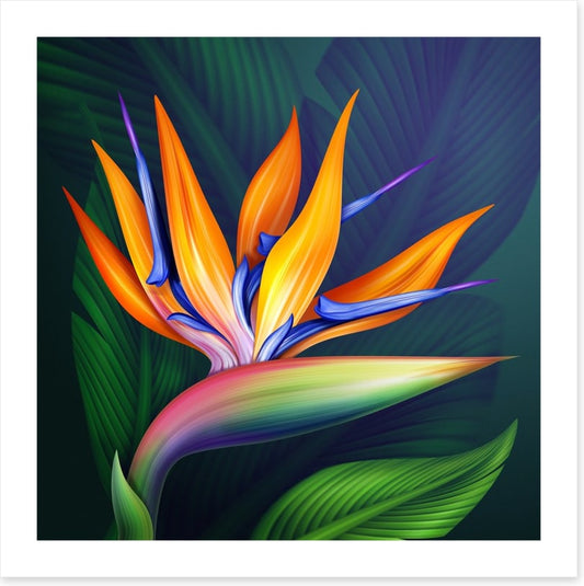 Bird of paradise