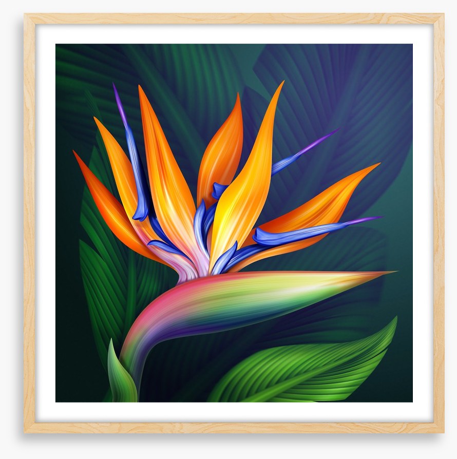 Bird of paradise