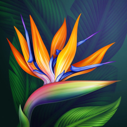 Bird of paradise