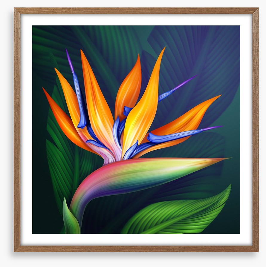 Bird of paradise