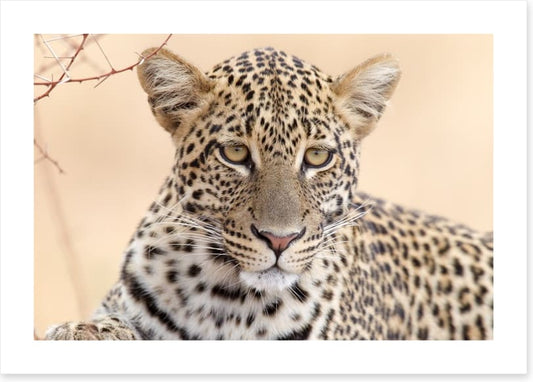 Serengeti stare