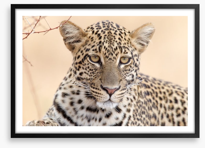 Serengeti stare