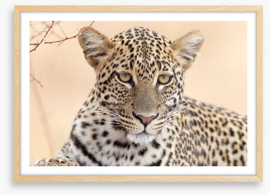 Serengeti stare