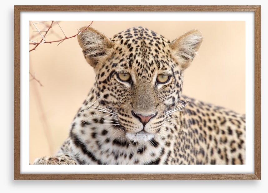 Serengeti stare