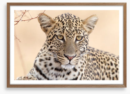 Serengeti stare