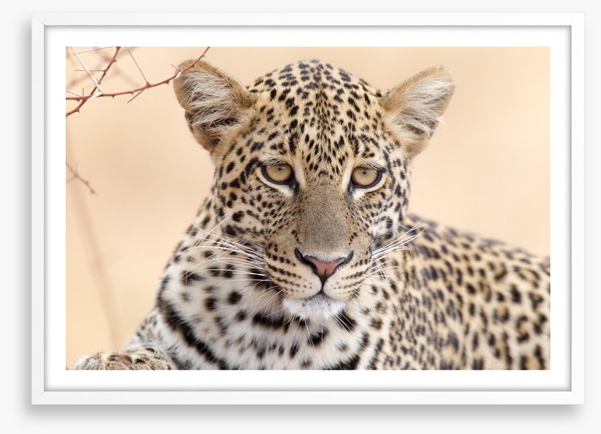 Serengeti stare