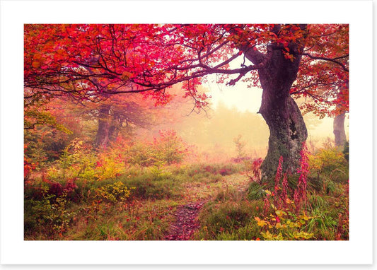 Under the scarlet tree