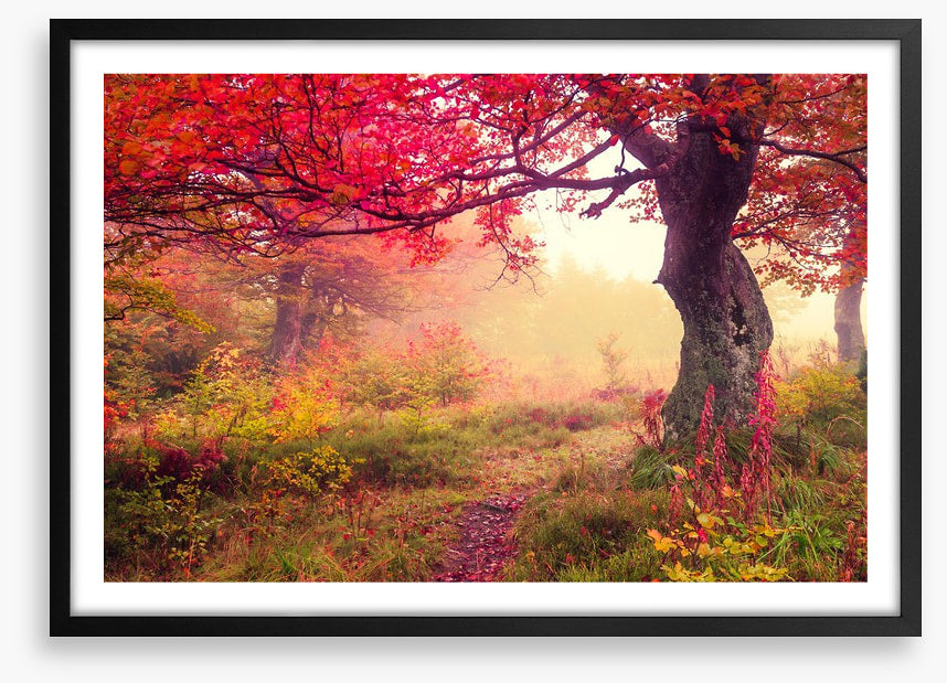 Under the scarlet tree