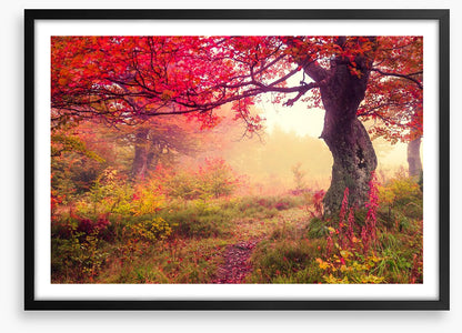 Under the scarlet tree