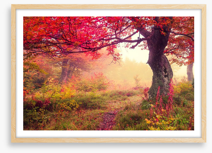 Under the scarlet tree