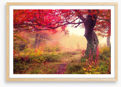 Under the scarlet tree