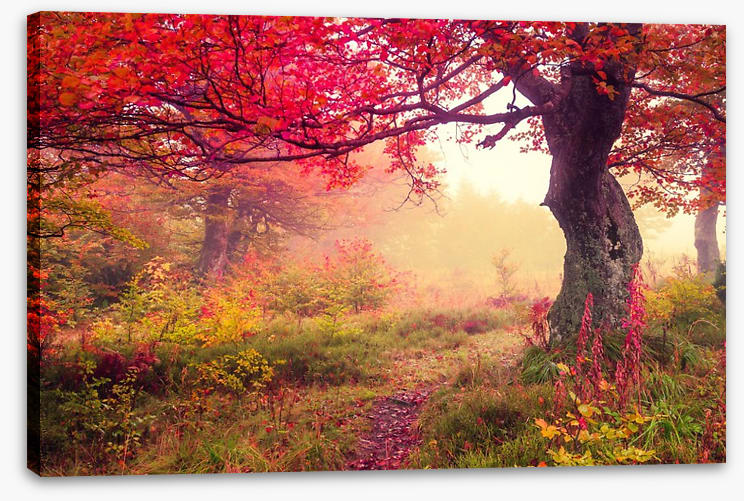 Under the scarlet tree