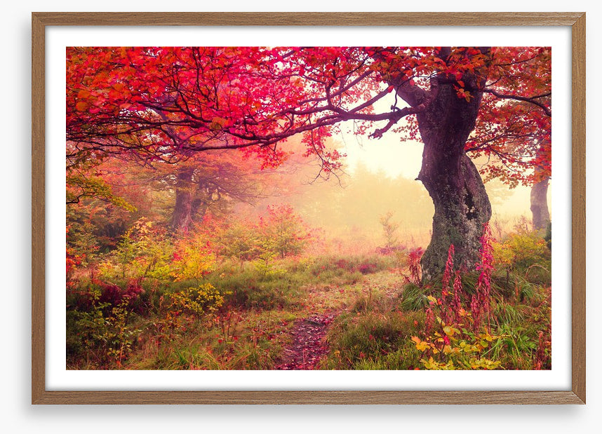 Under the scarlet tree
