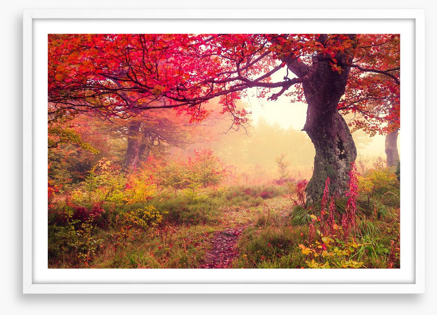 Under the scarlet tree