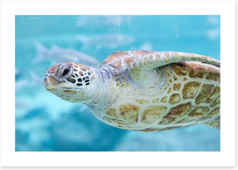 Sea turtle side eye