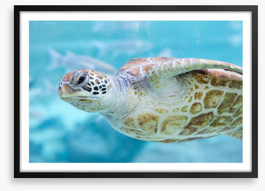 Sea turtle side eye