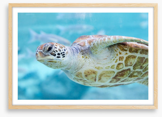 Sea turtle side eye